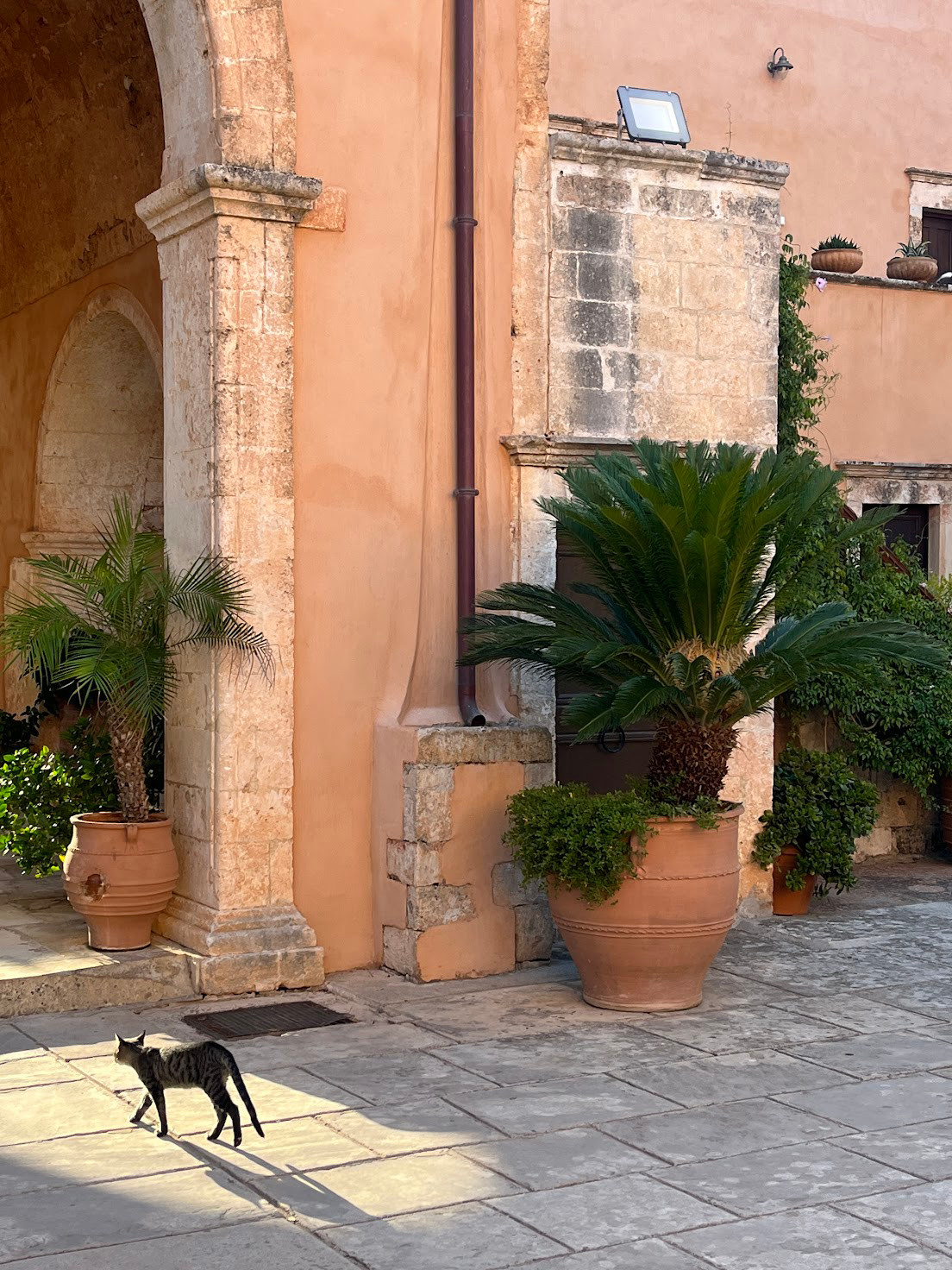 crete monastery cat