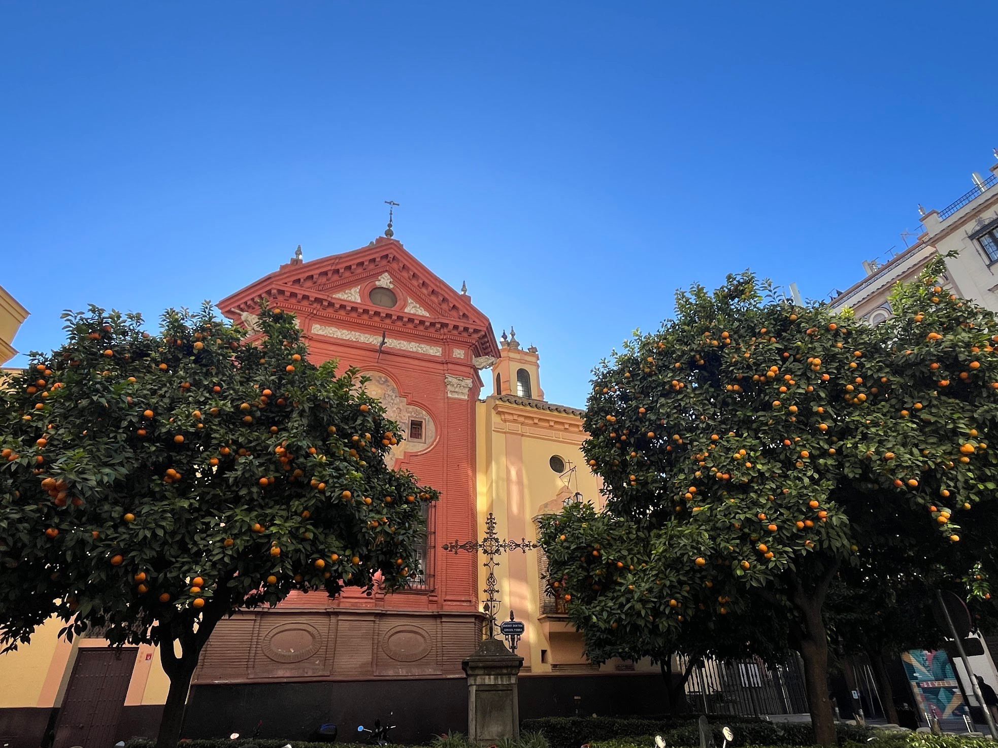 sevilla orange street trees