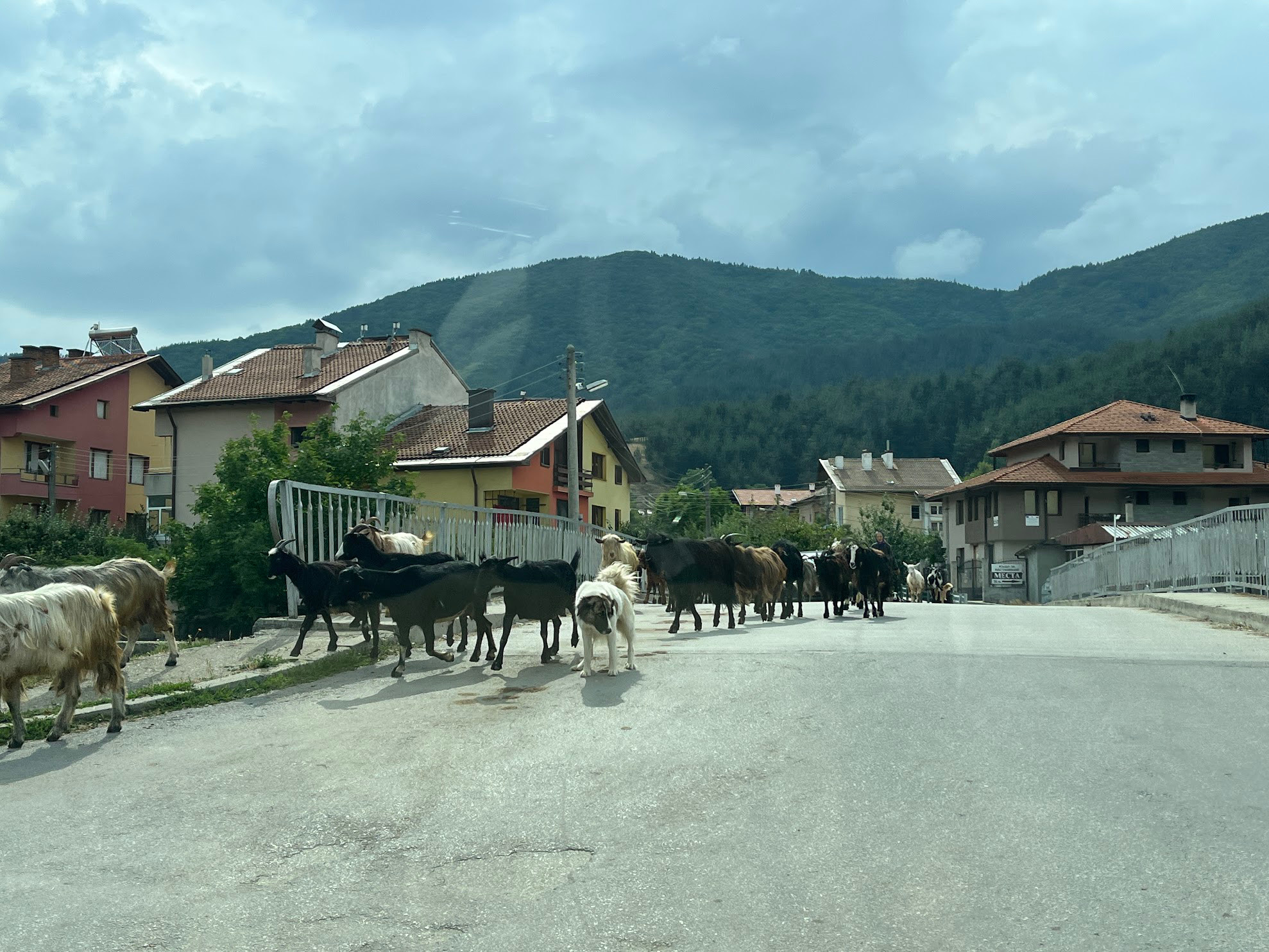 bulgaria goats