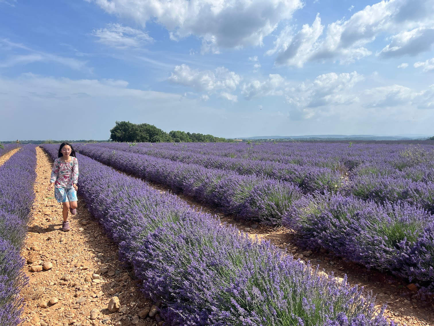 provence lavender run