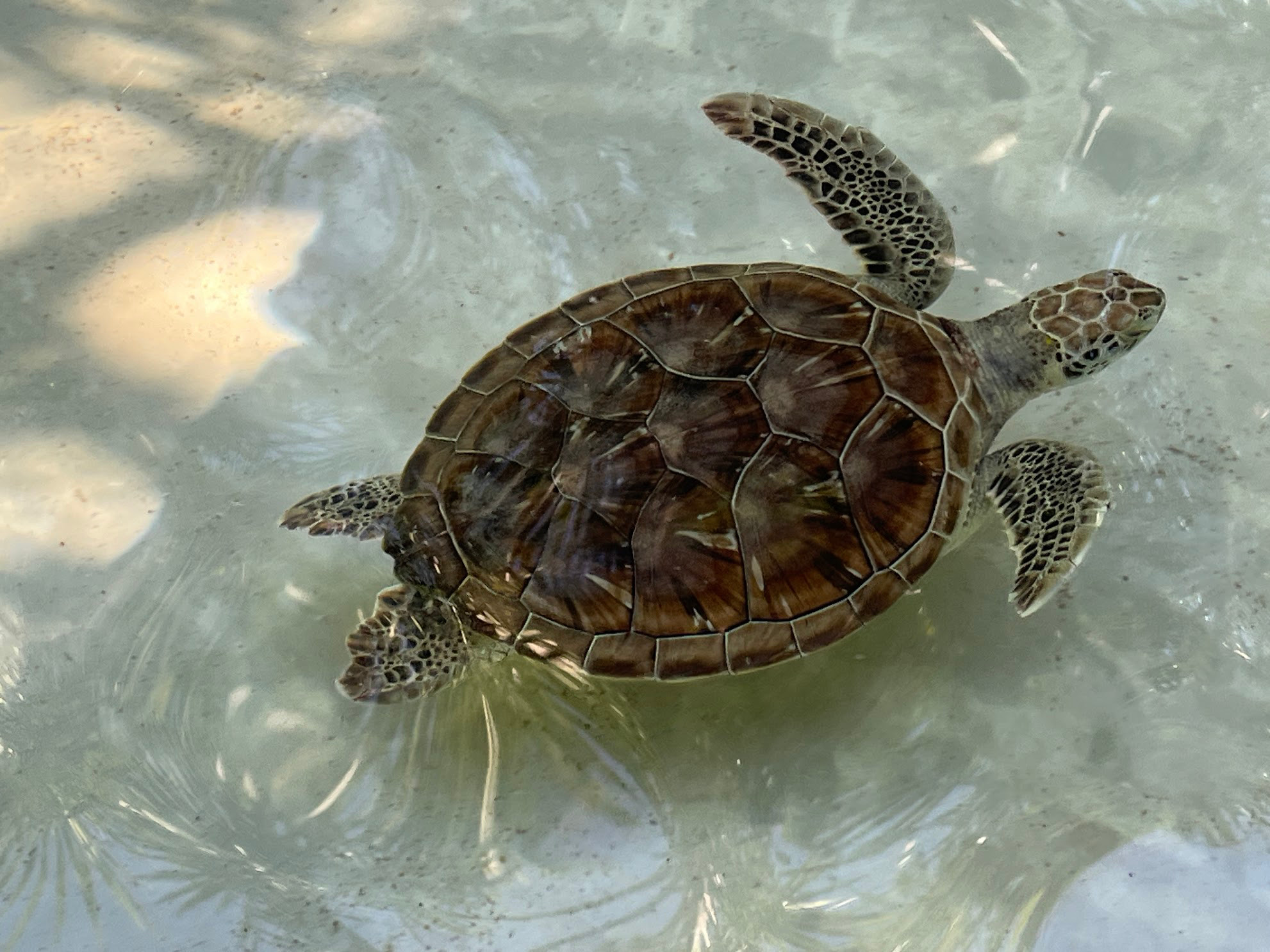 xcaret sea turtle