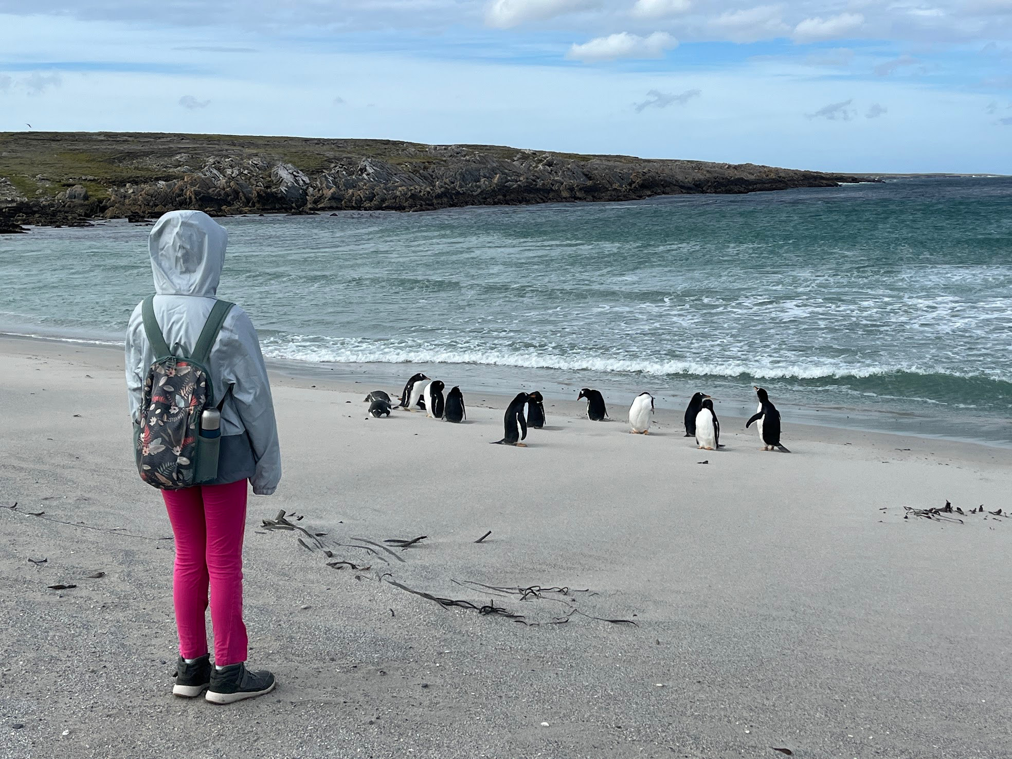 stanley yan and peguins