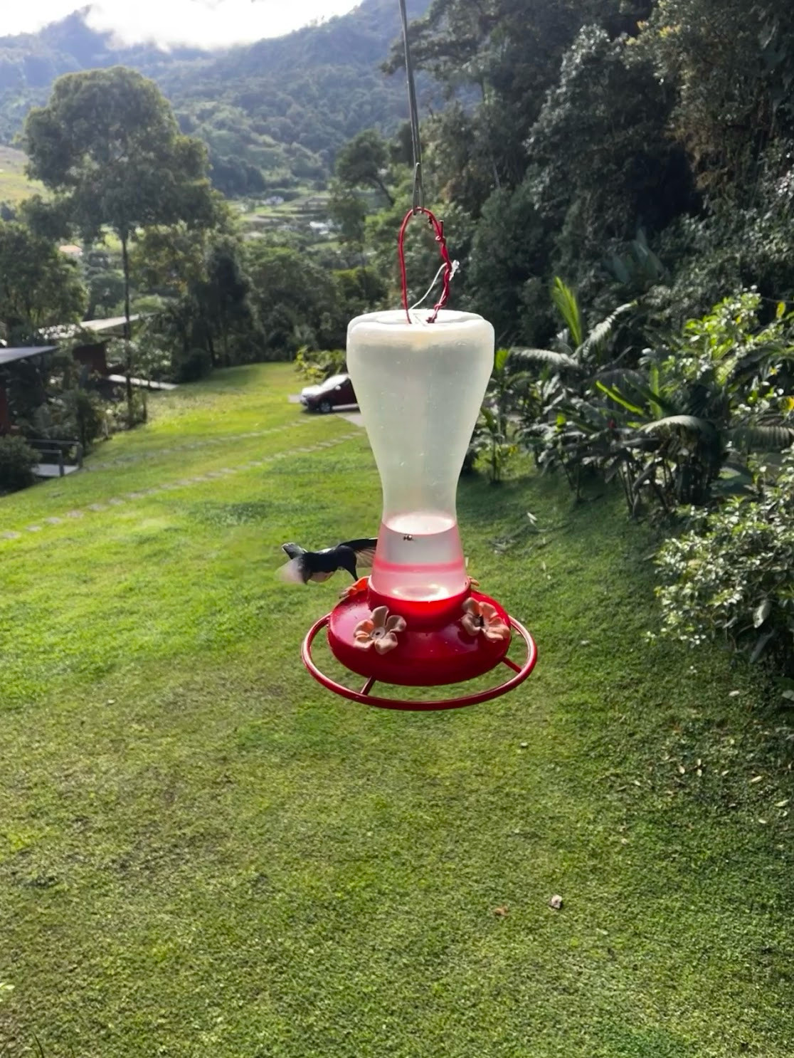 mindo humming bird