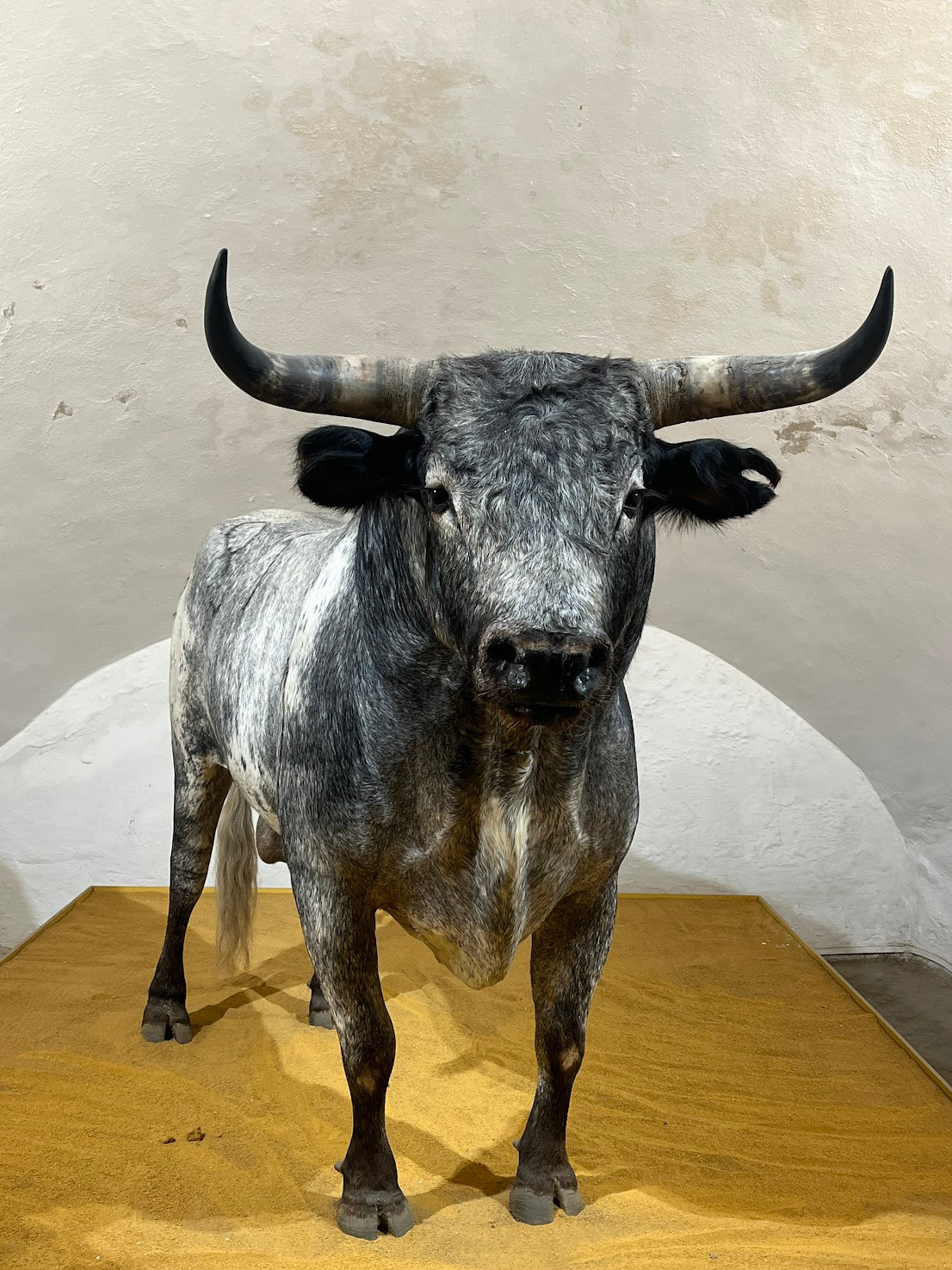 sevilla bull