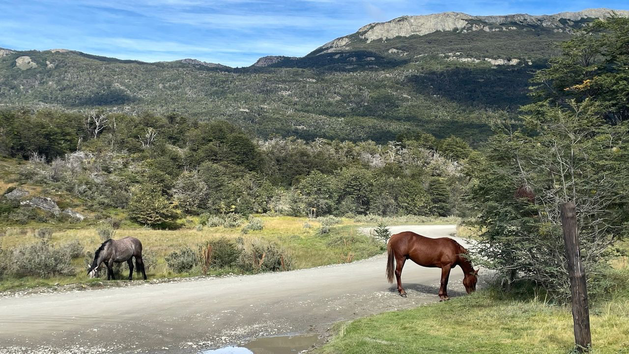 tierra fuego horse