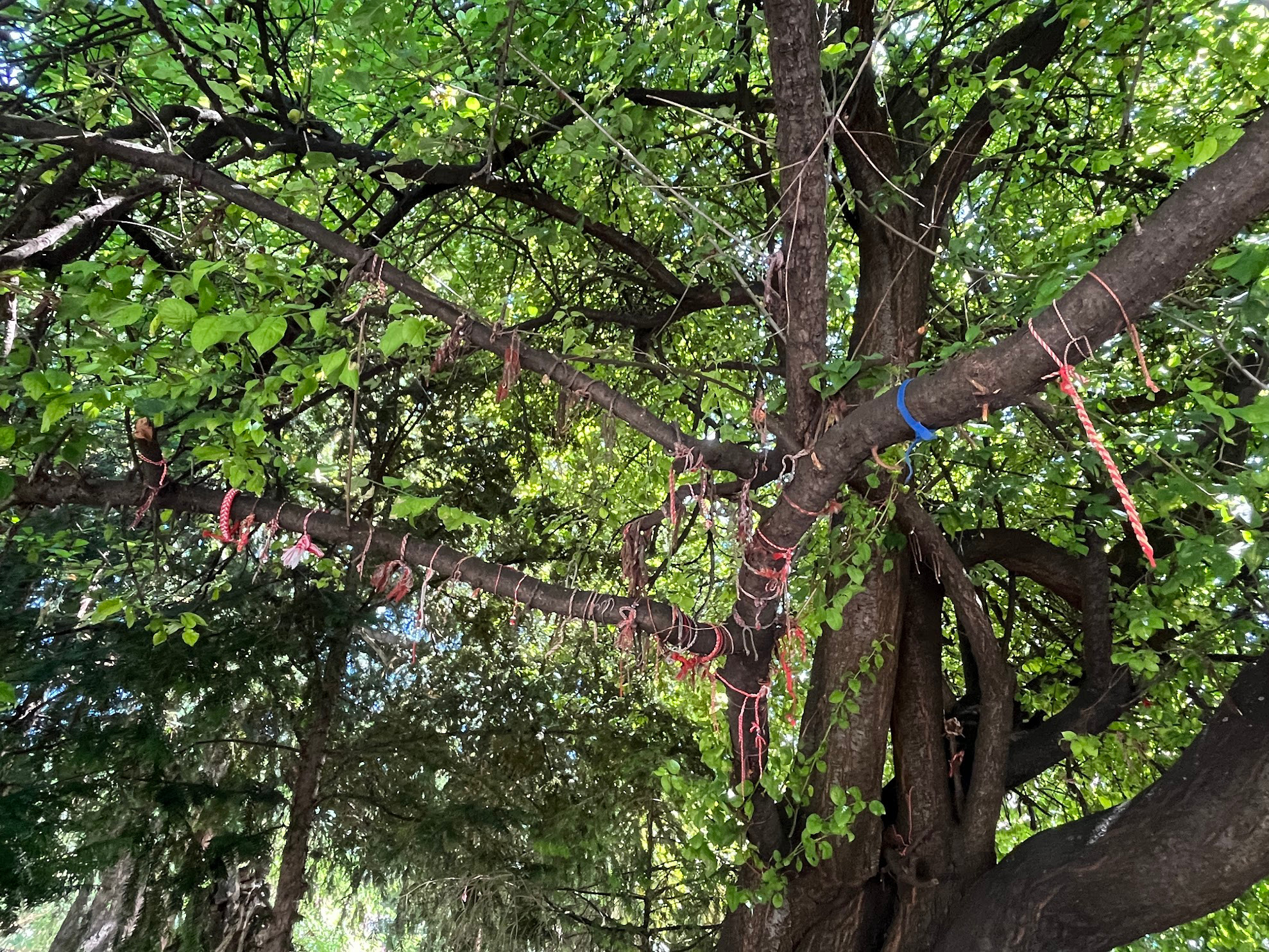 sofia knot tree