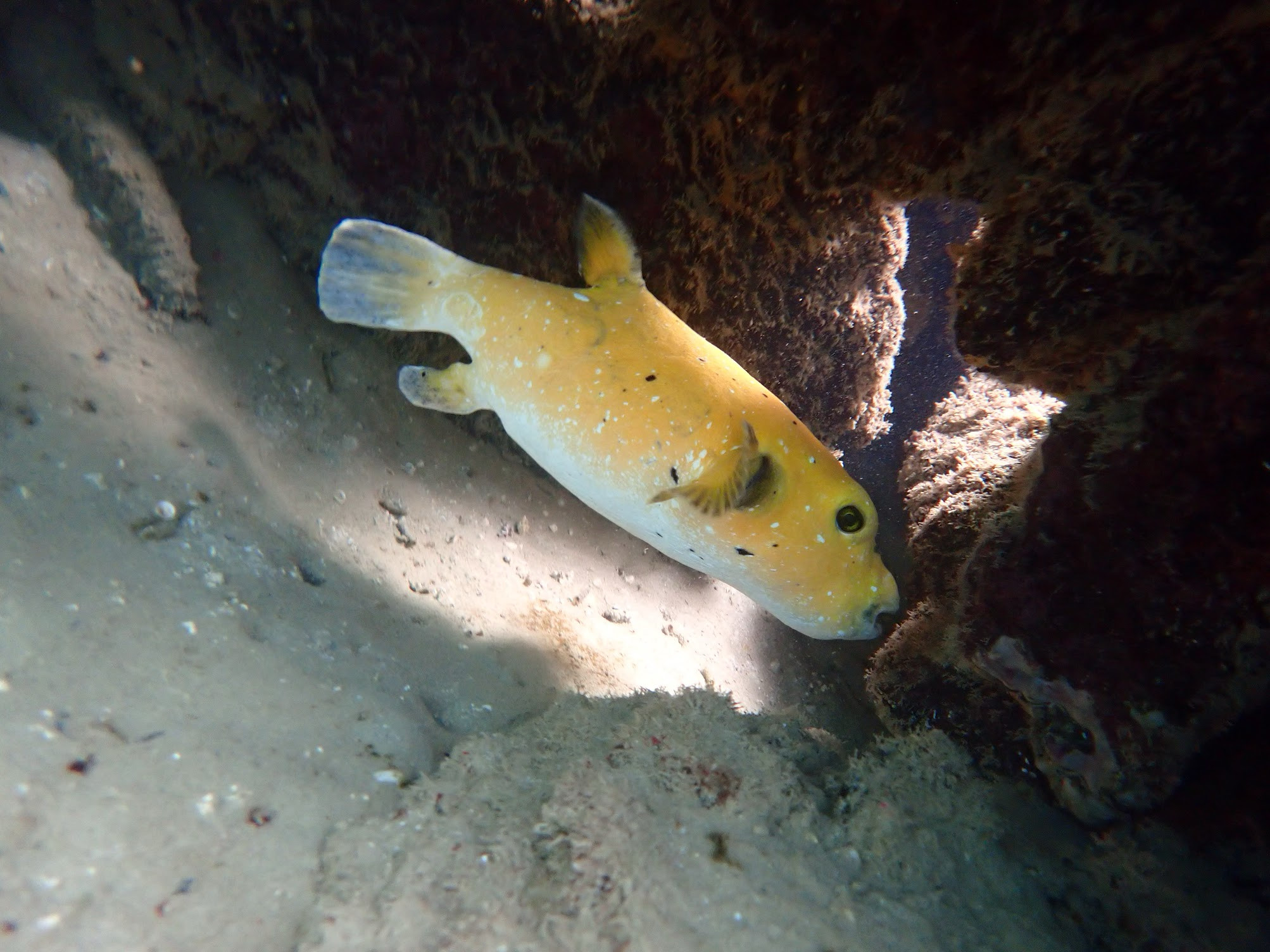 cabo rosa yellow puffer fish