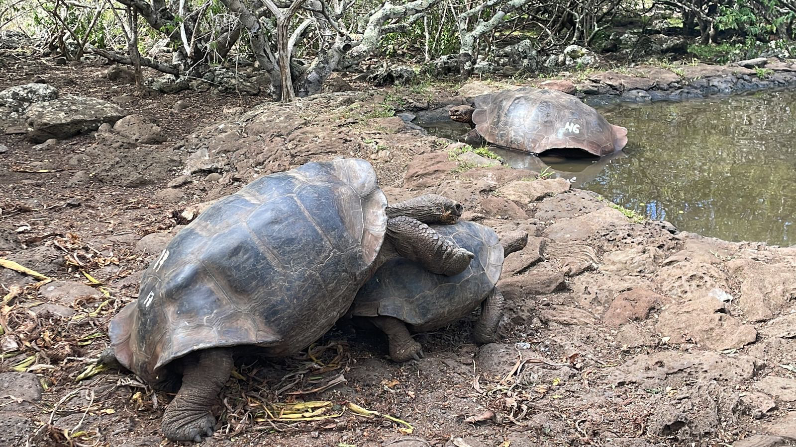 tortuga mounting