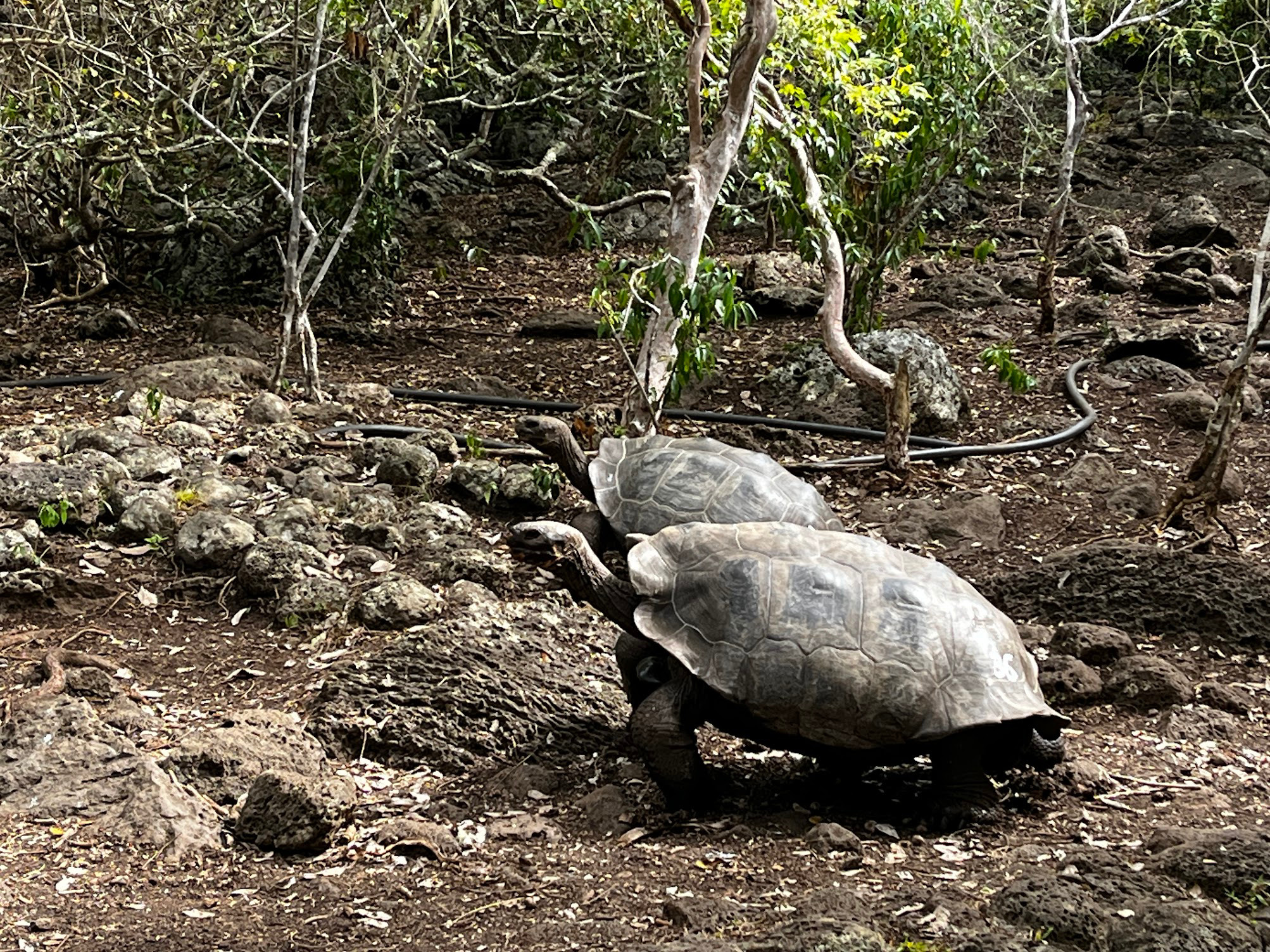 galapagos tortoise