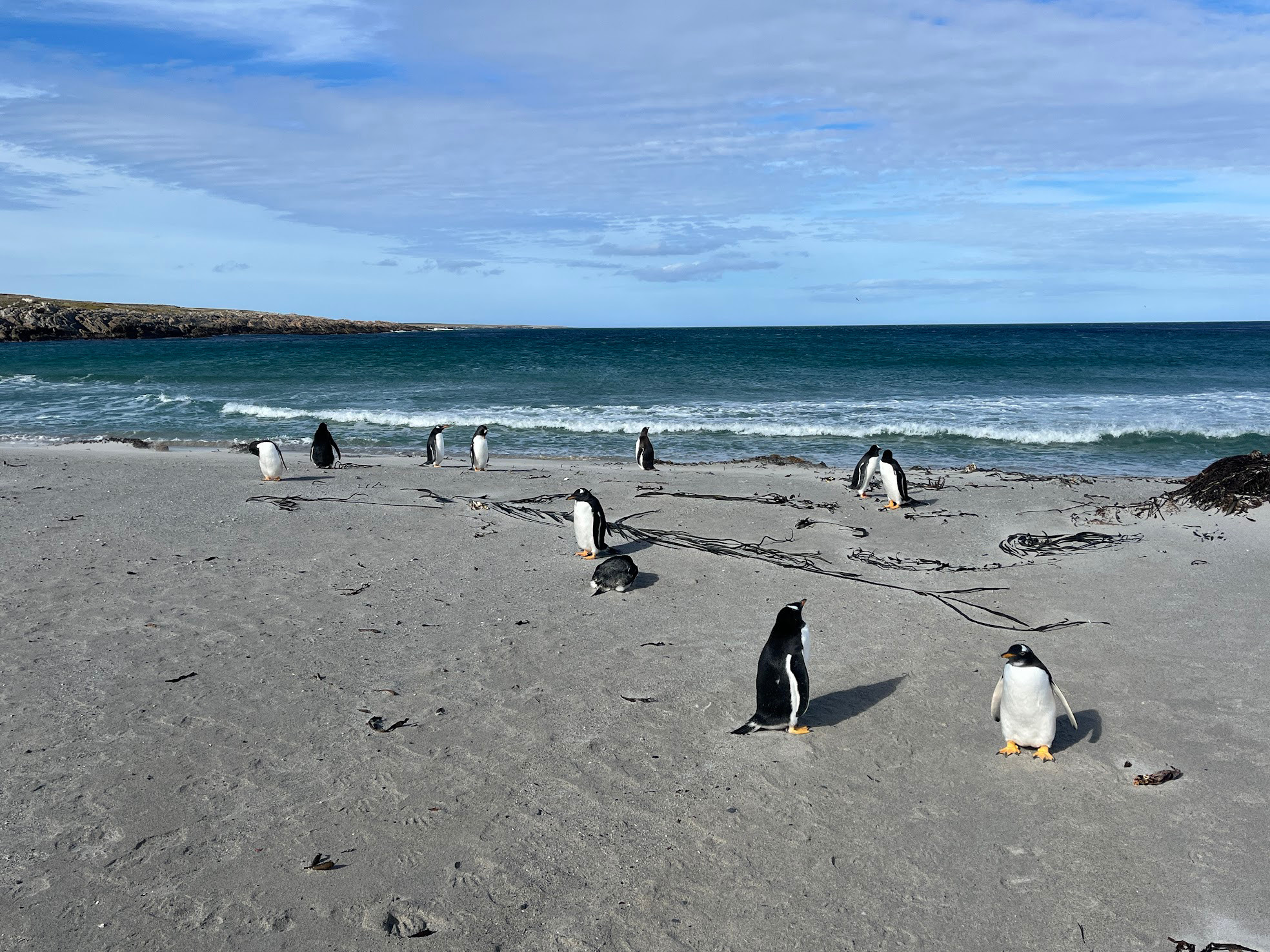 stanley penguins swim