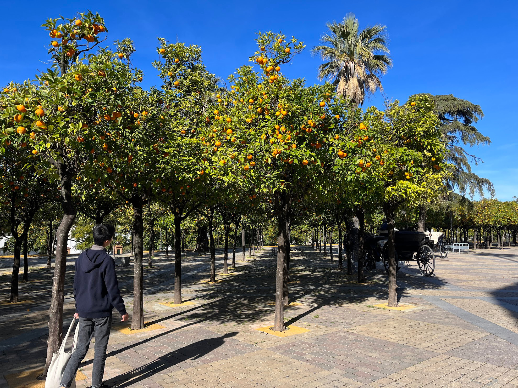 jerez orange trees