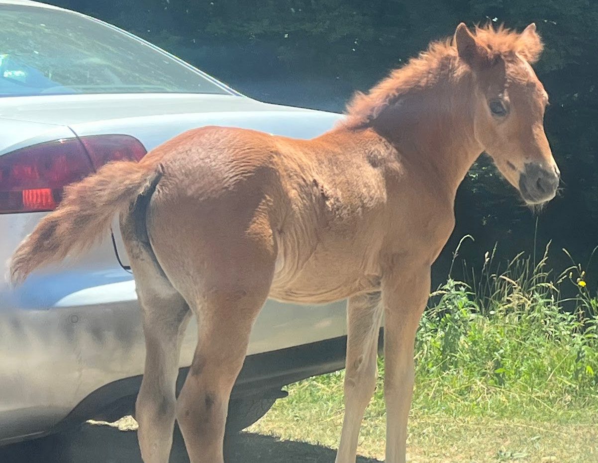 montenegro pony