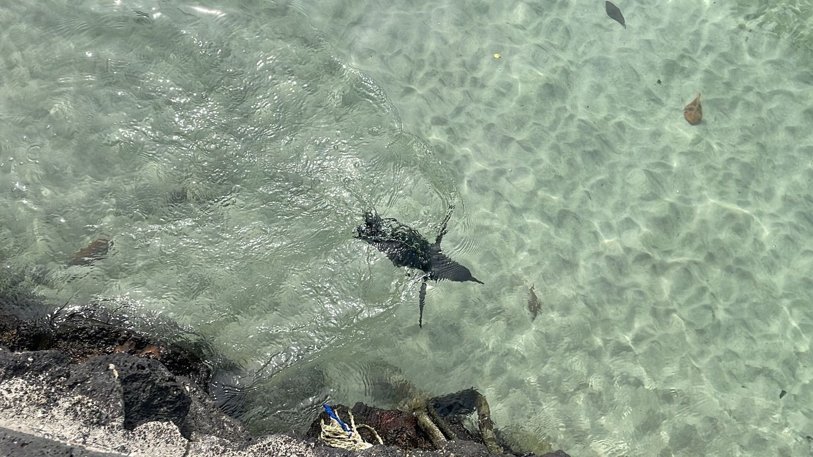 isabela penguin swim