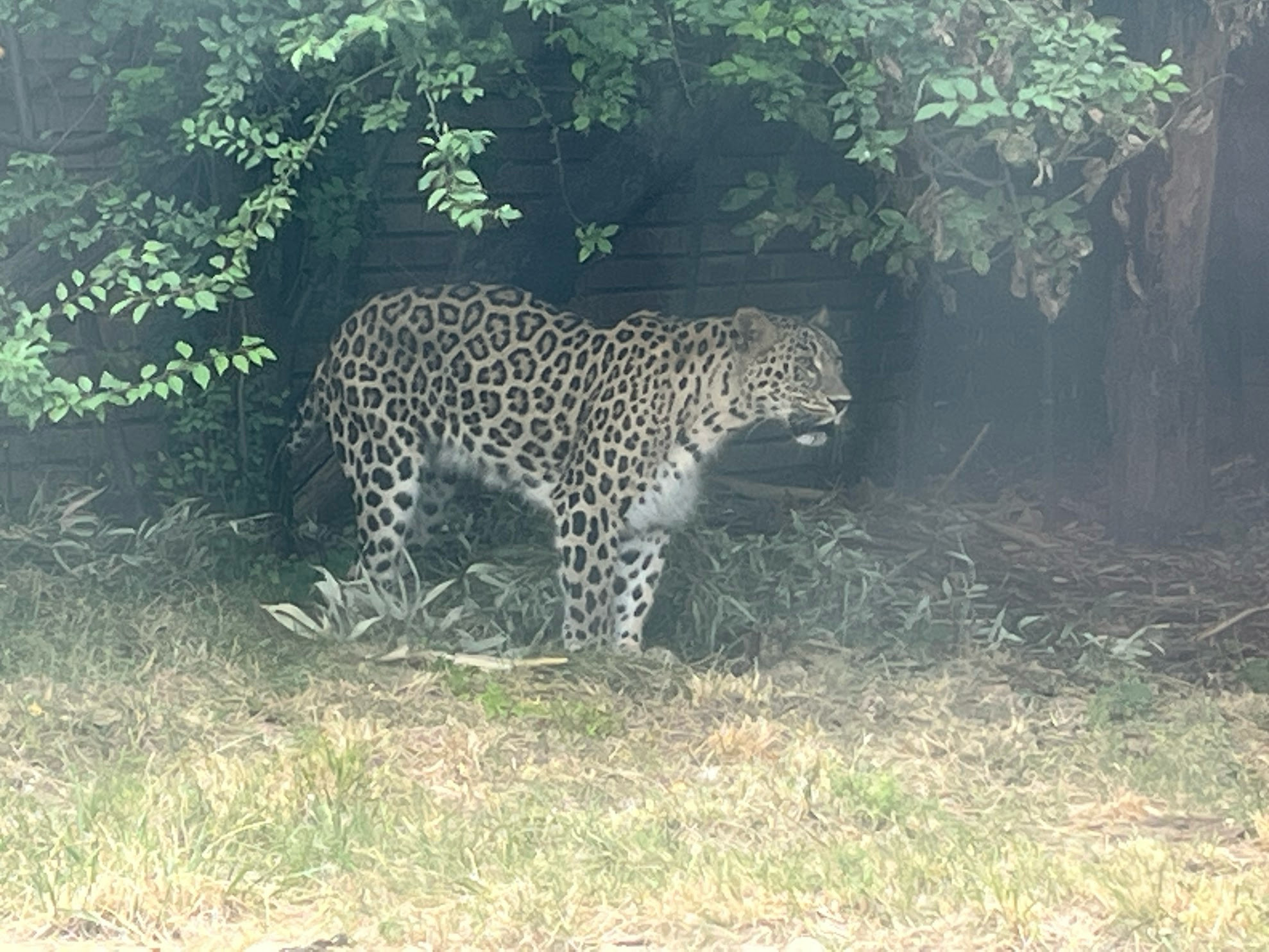 sofia leopard