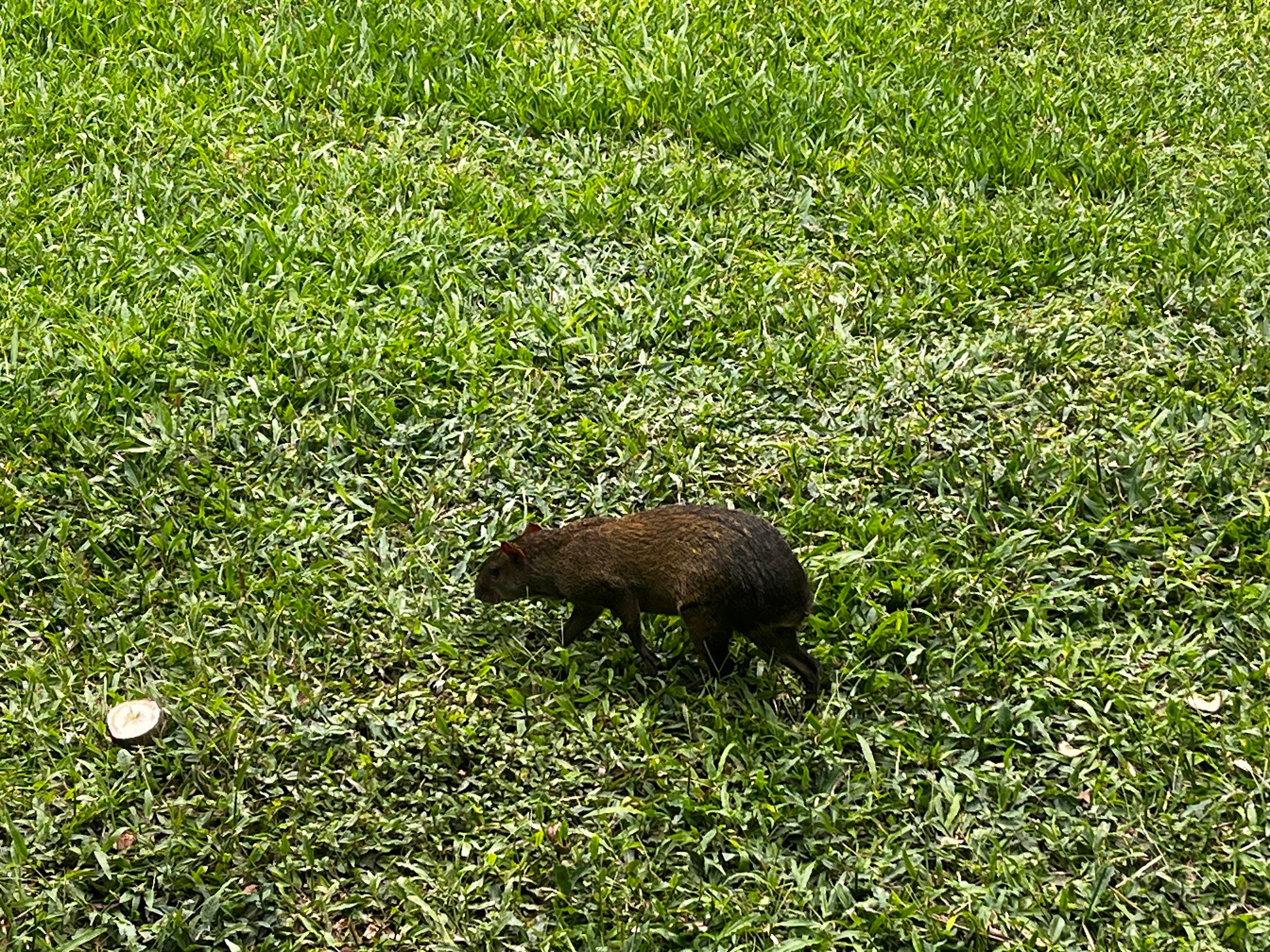 mindo agouti