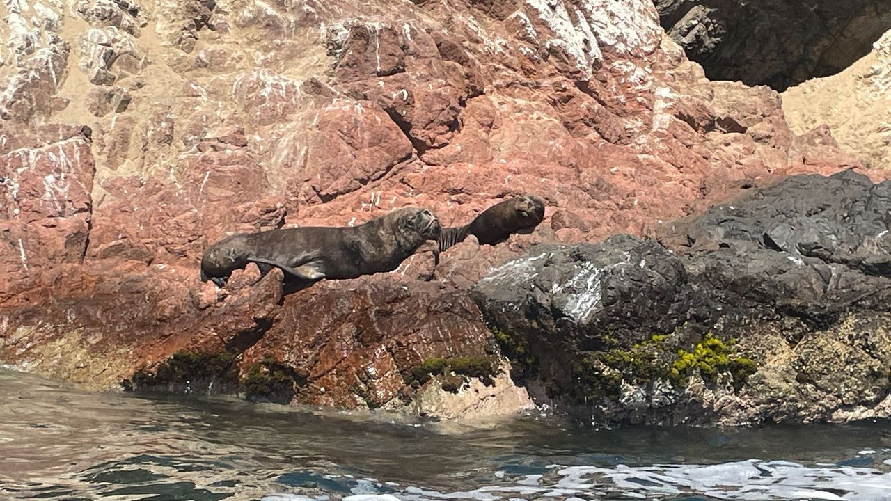Lima island seals