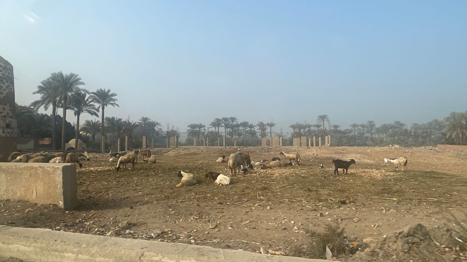 cairo animals road