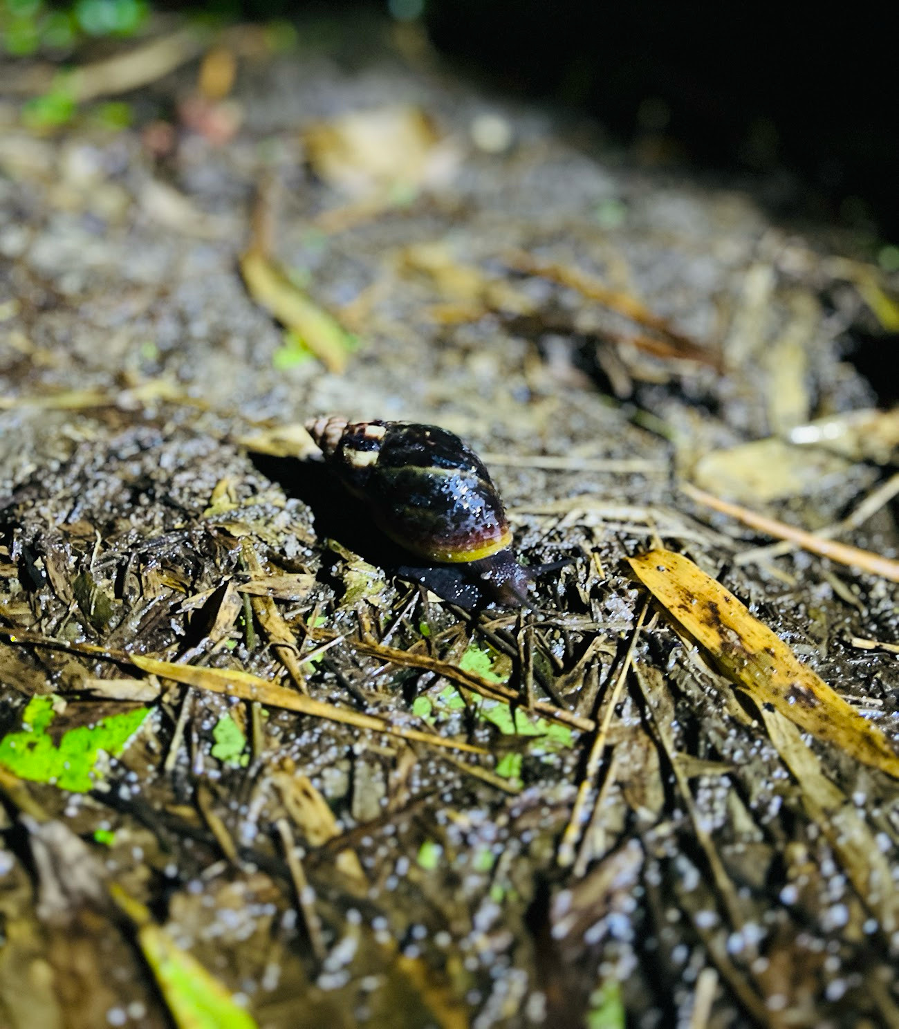 mindo pond snail