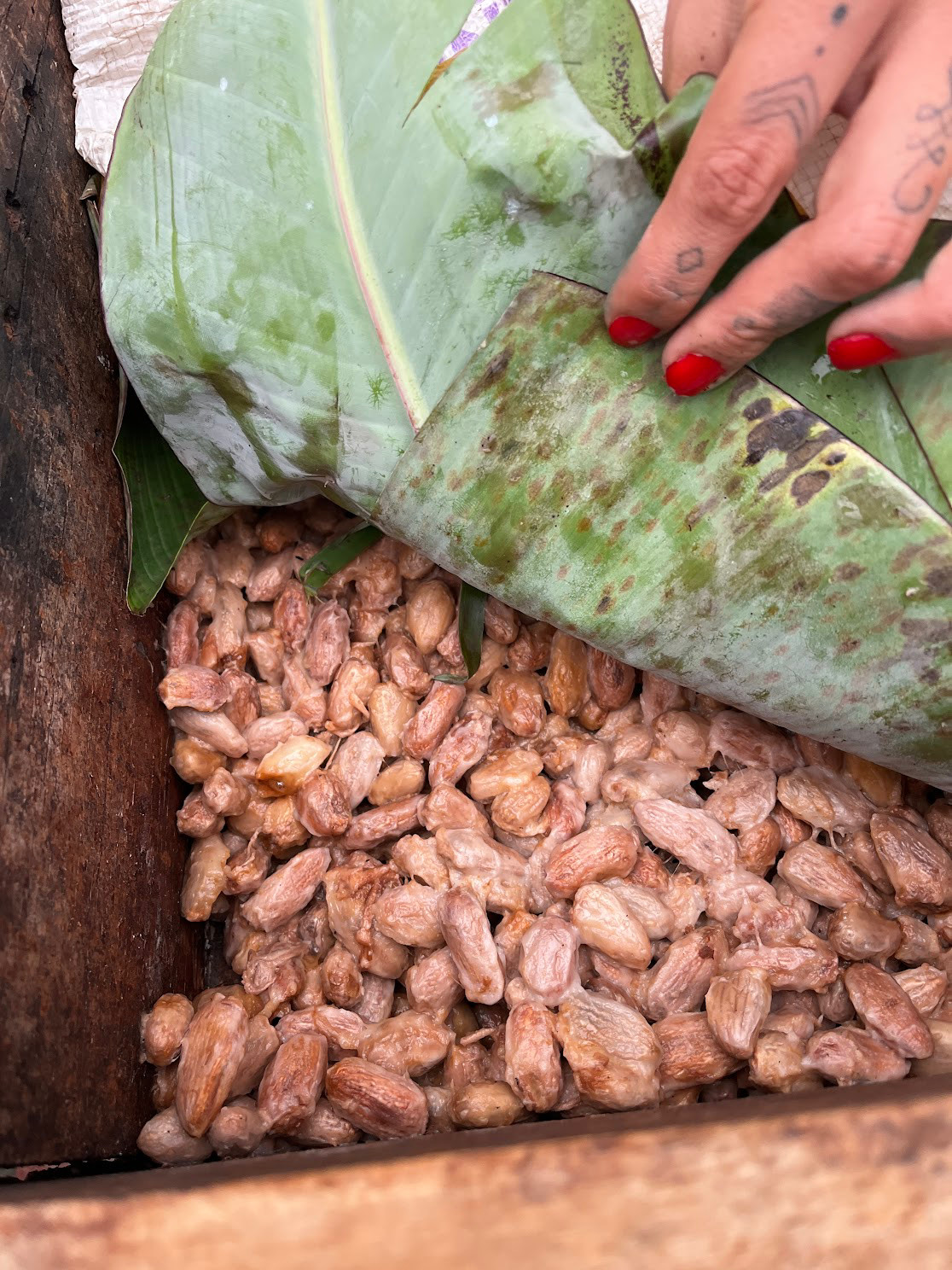 mindo ferment cocoa