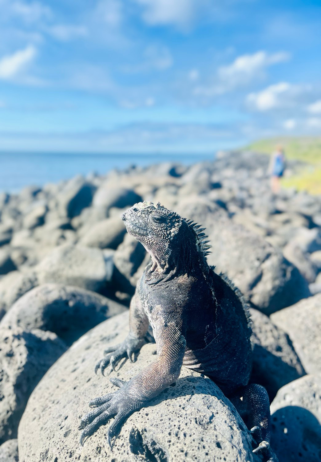 iguana portrait