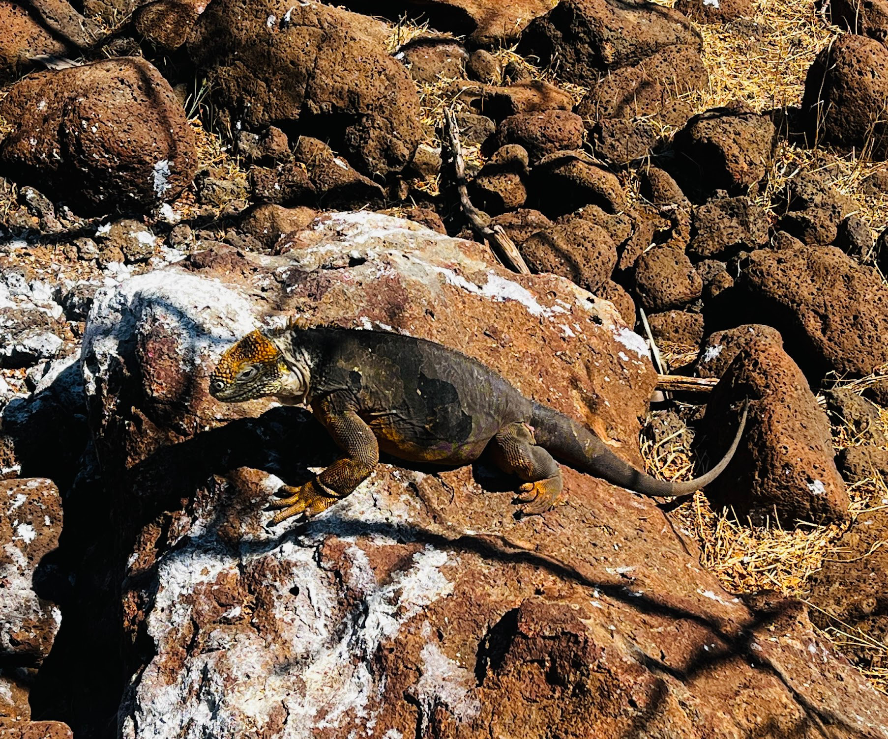 north seymour yellow iguana