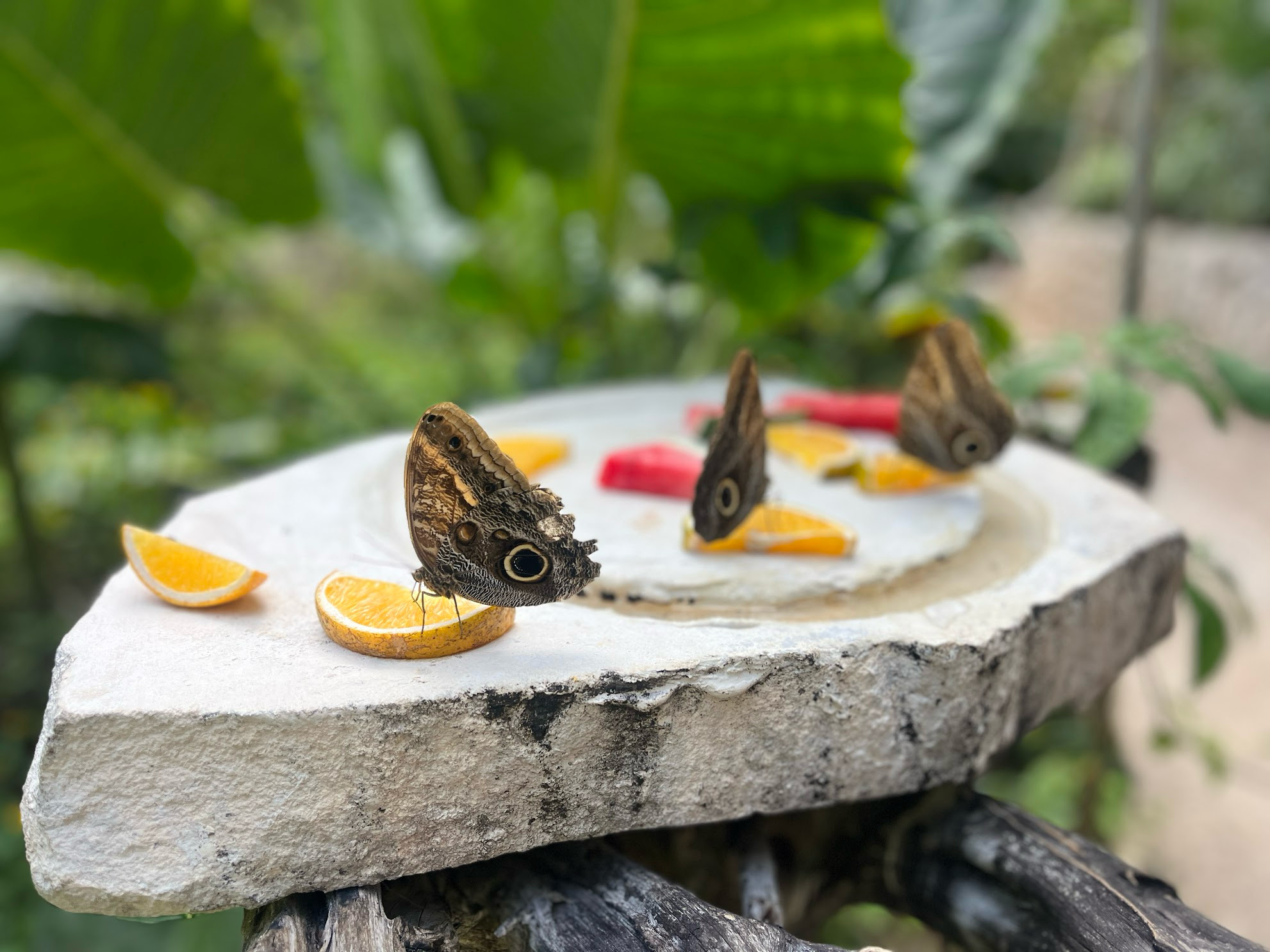xcaret butterfly