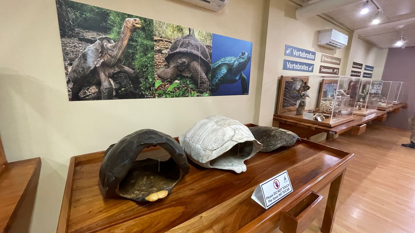 santa cruz darwin center tortuga