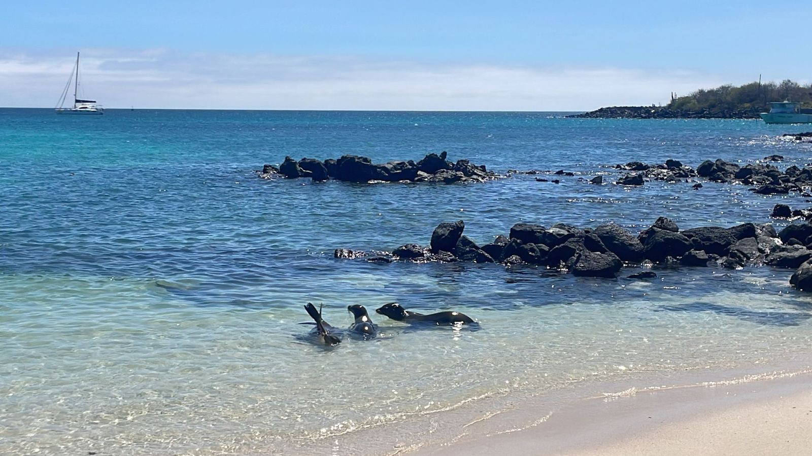playa mann seals