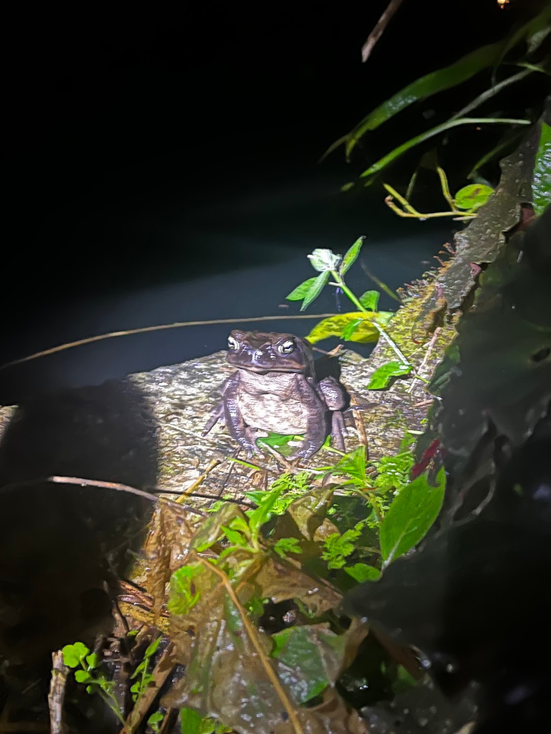 mindo toad