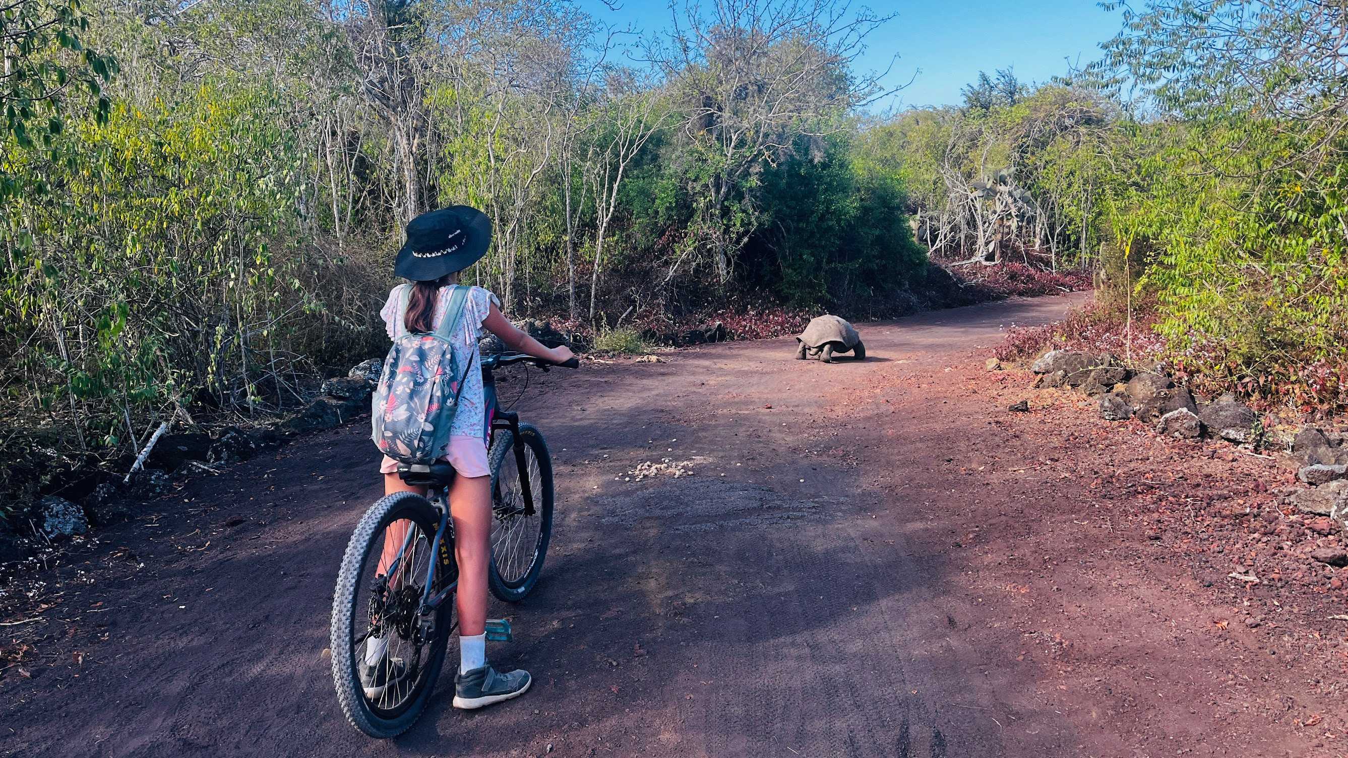 isabela bike and tortuga