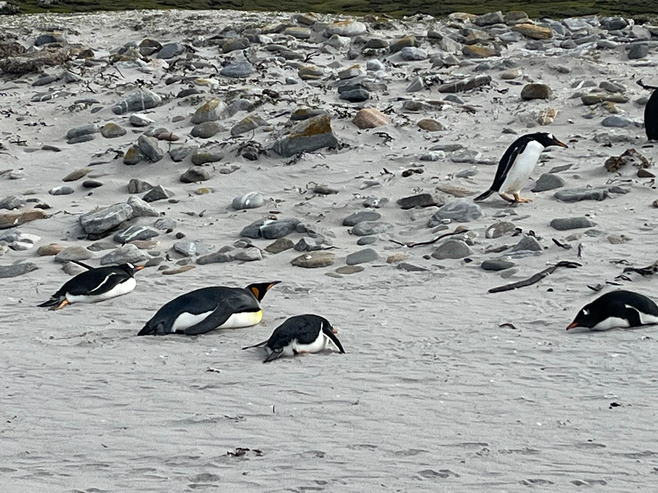stanley penguins emperor