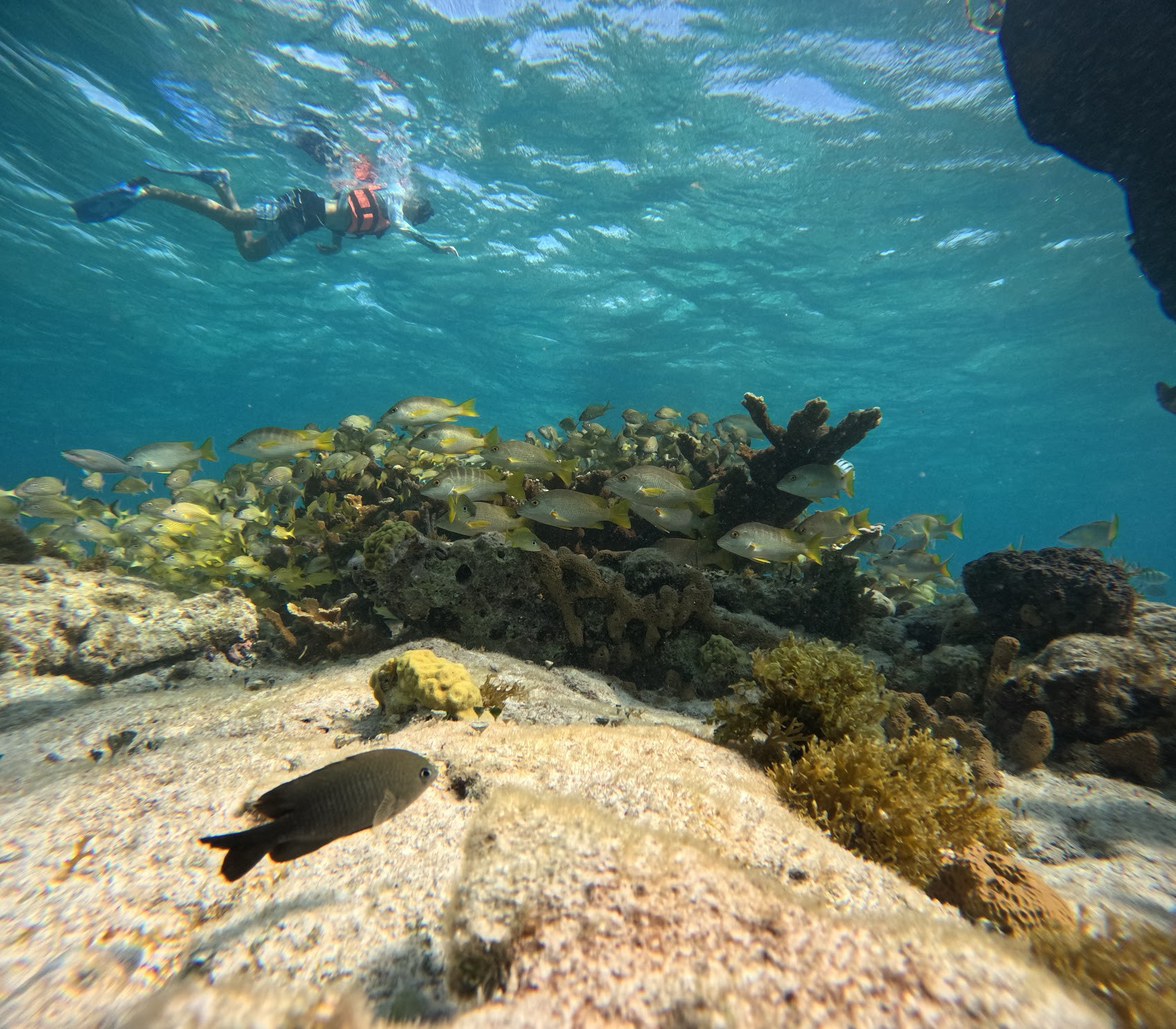 cancun snorkle leo