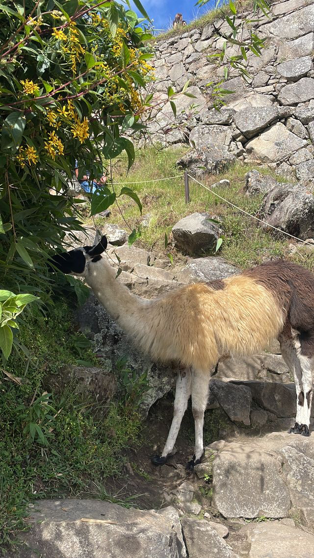 machu picchu llama