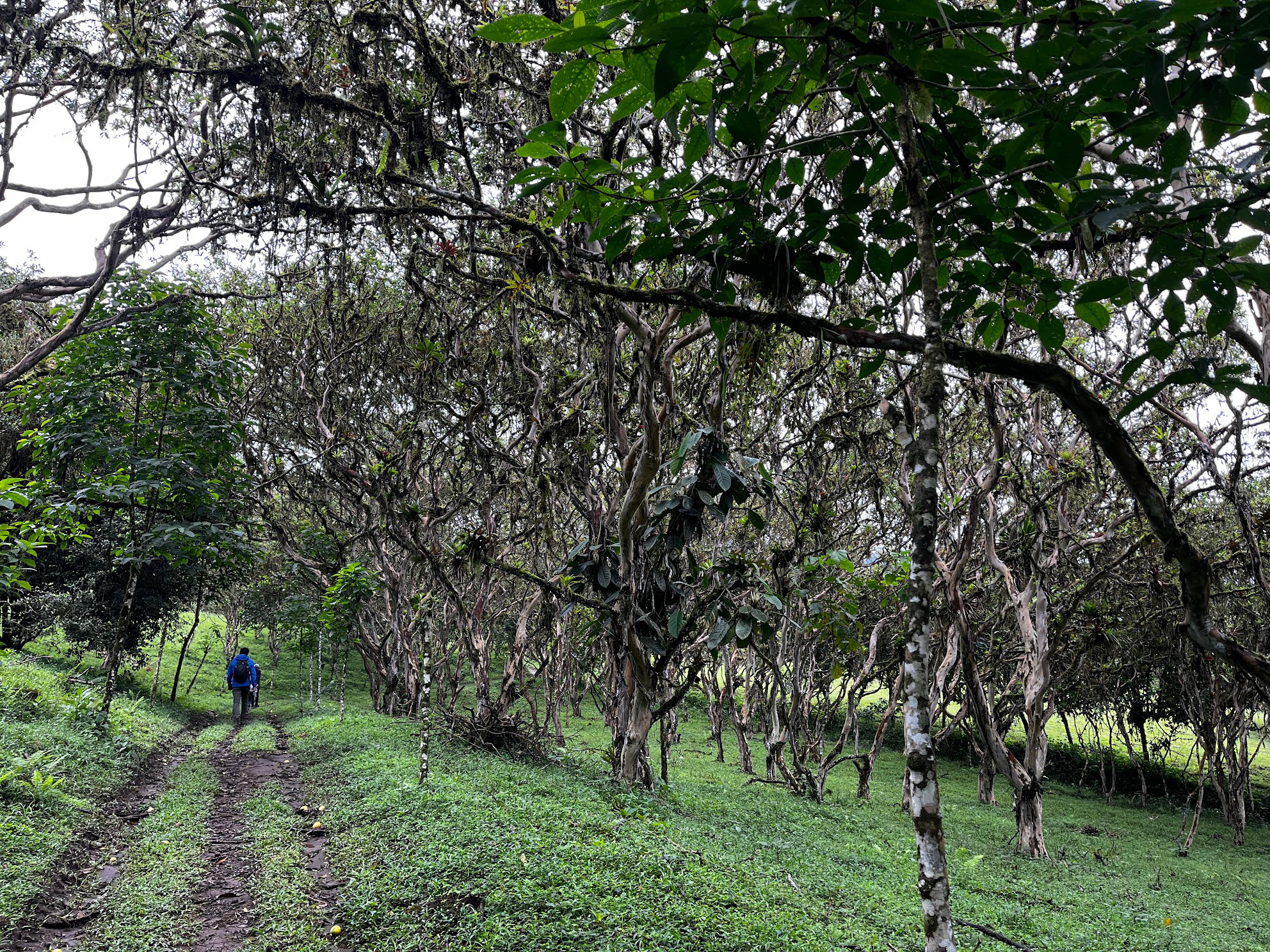 mindo farm forest