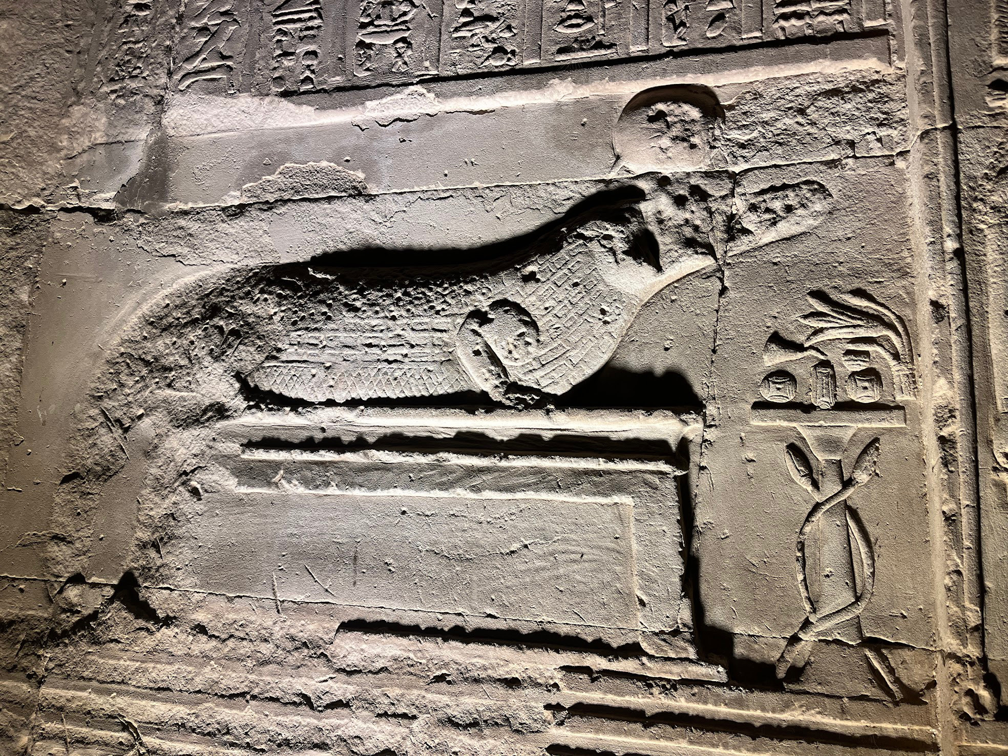 kom ombo temple croc