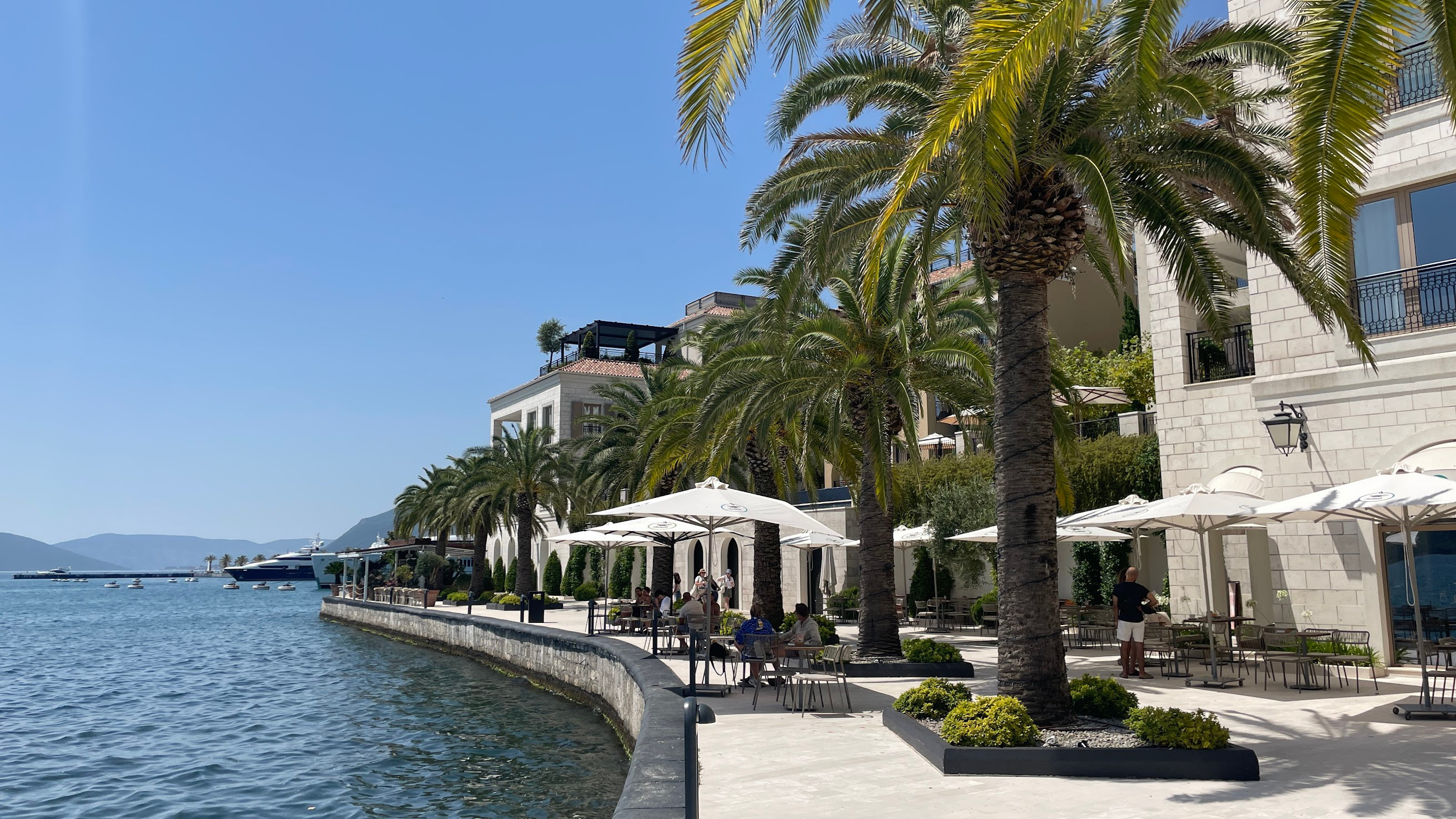 tivat palm tree