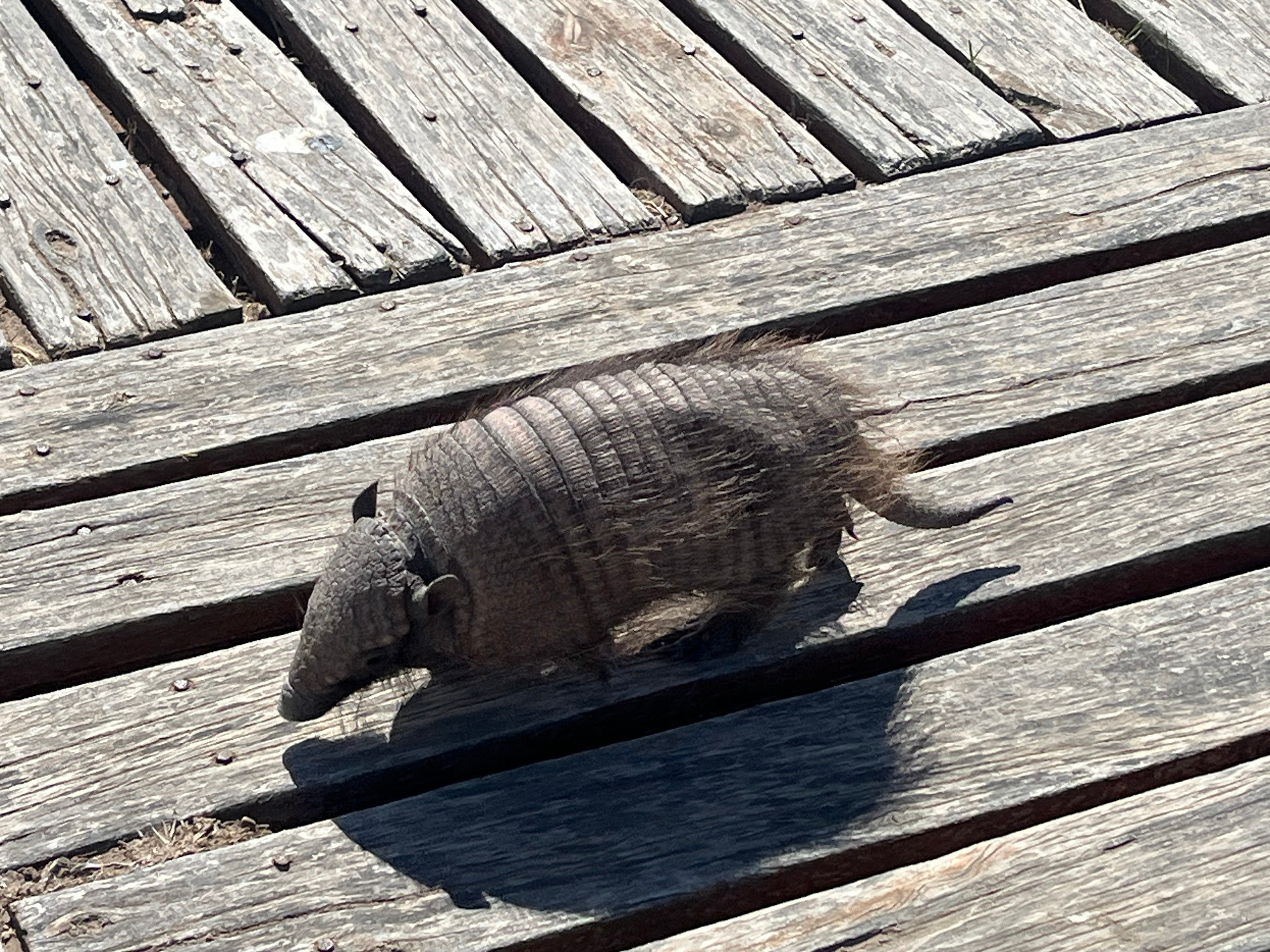 puerto madryn armadillo