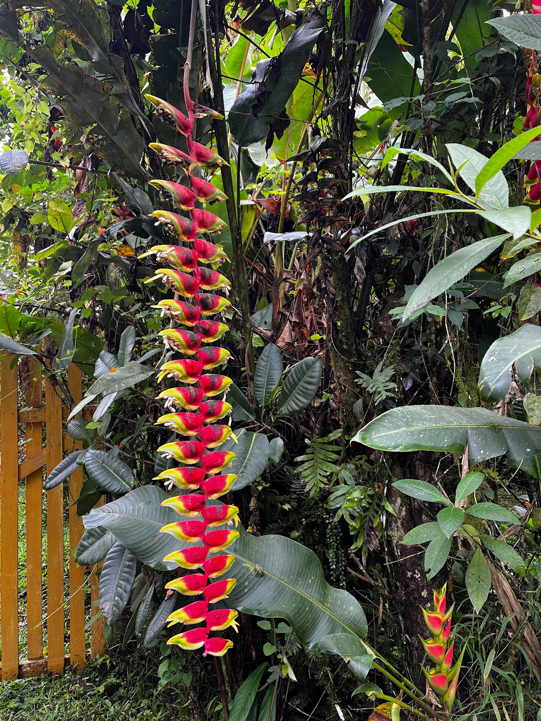 mindo farm firecracker flower
