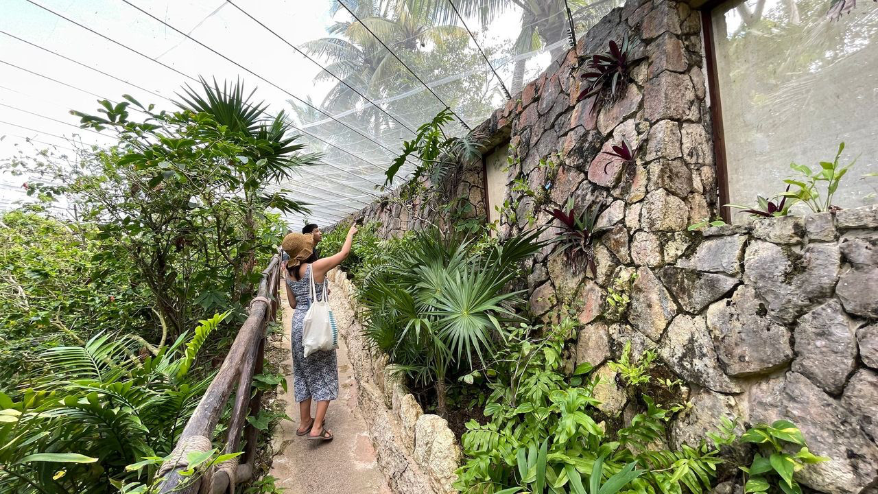 xcaret butterfly garden