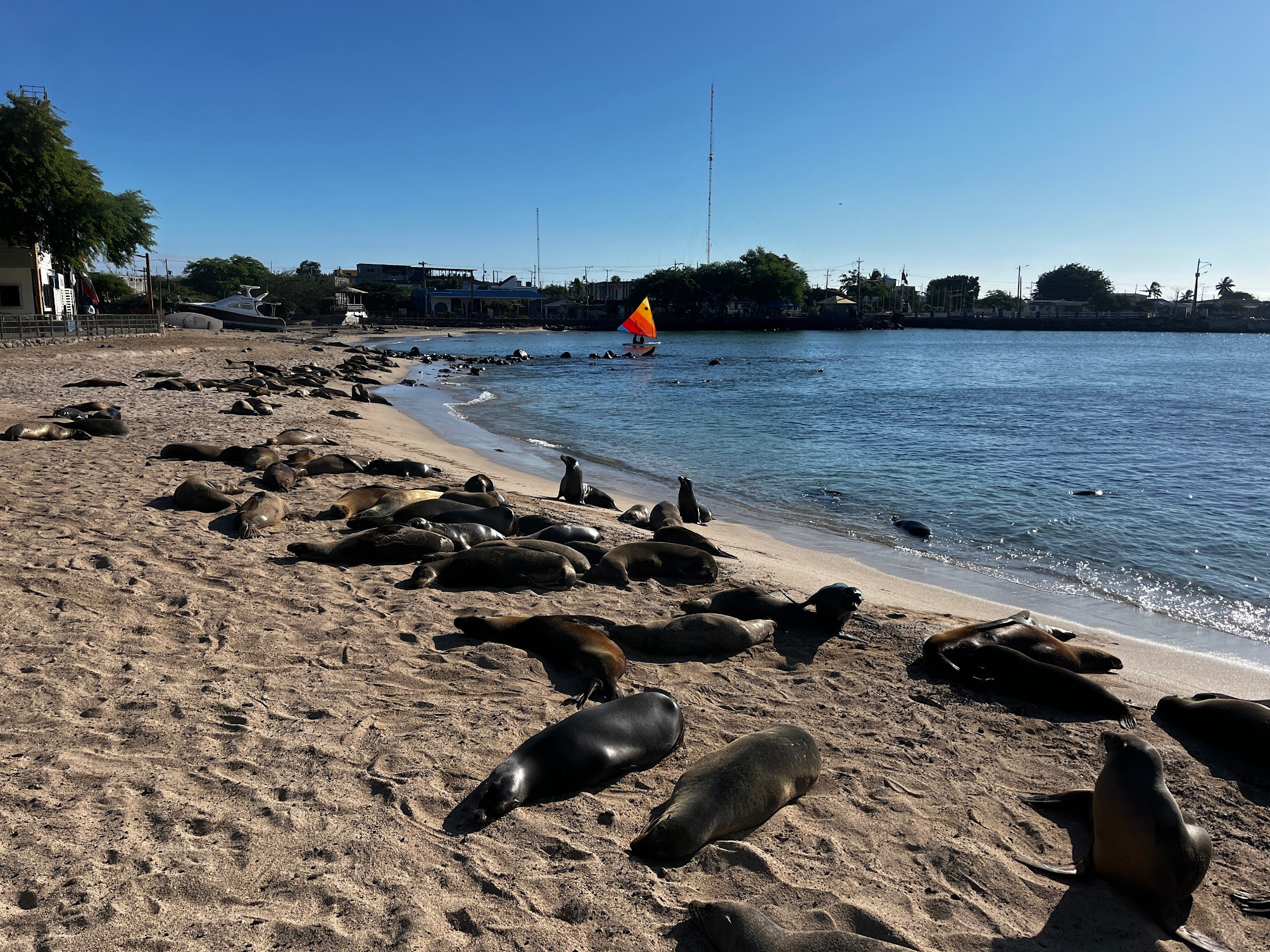 san cristobal beach seals