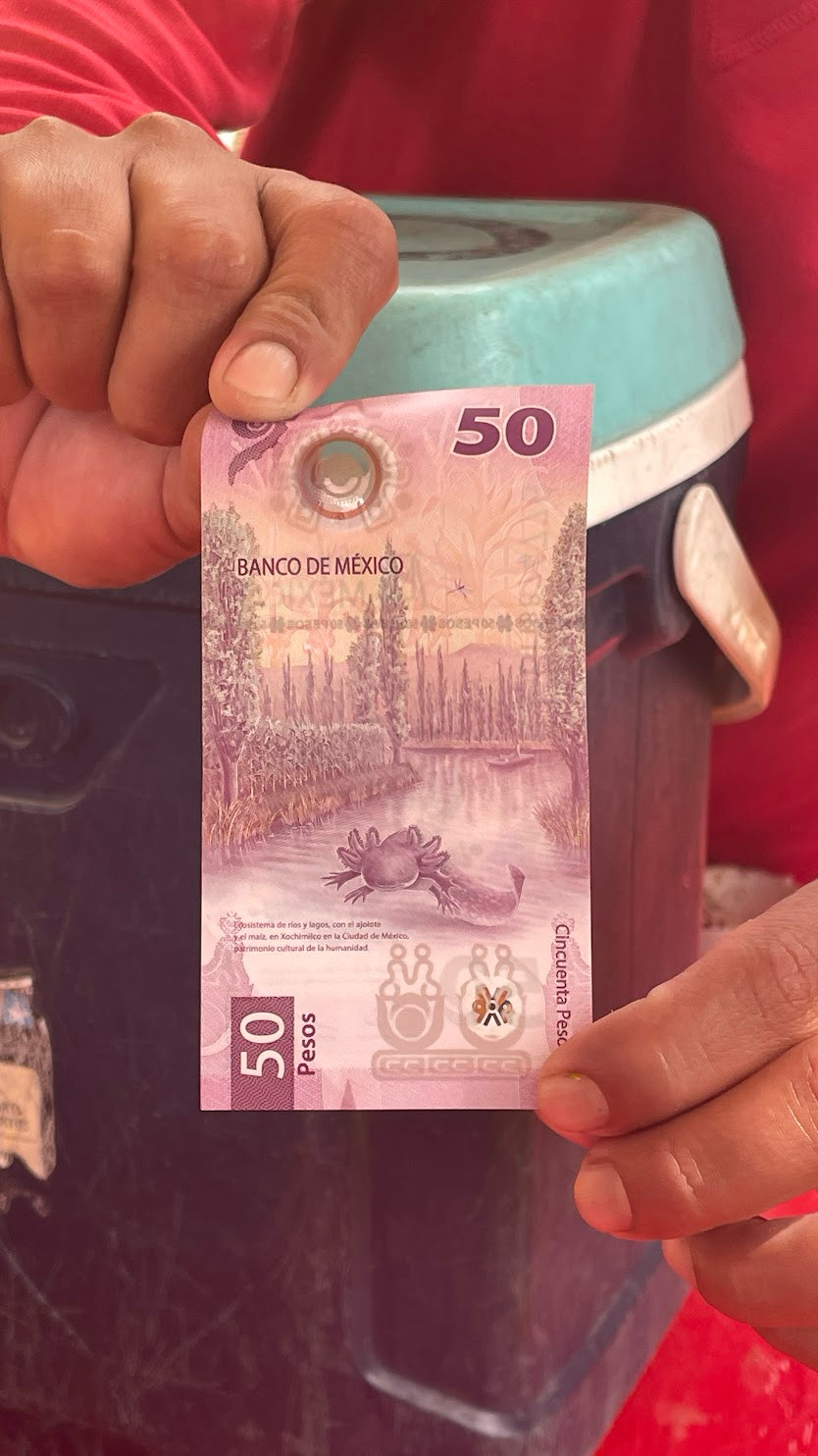 cdmx axolotl pesos