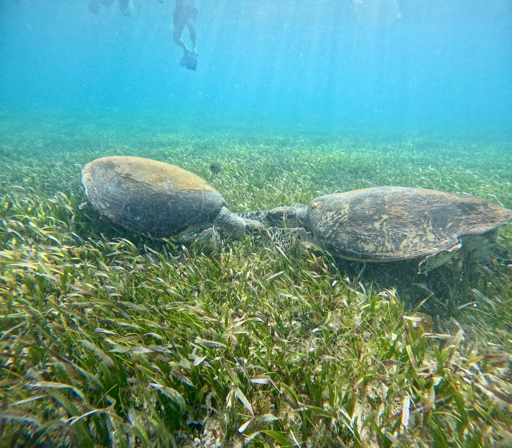 cancun sea turtles