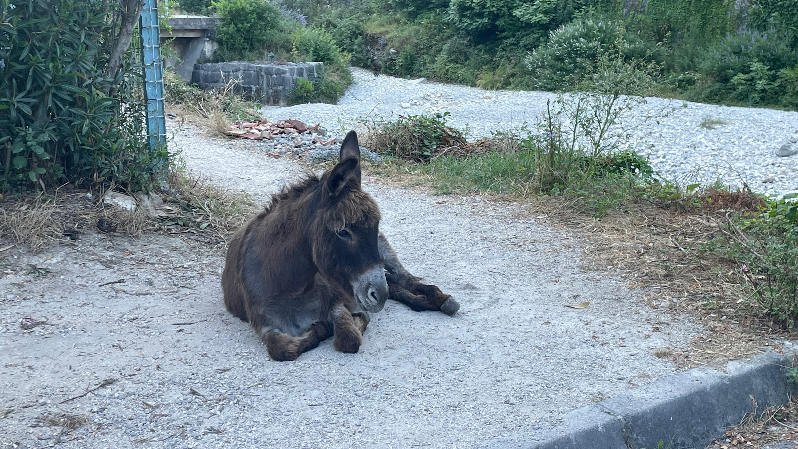 kotor donkey