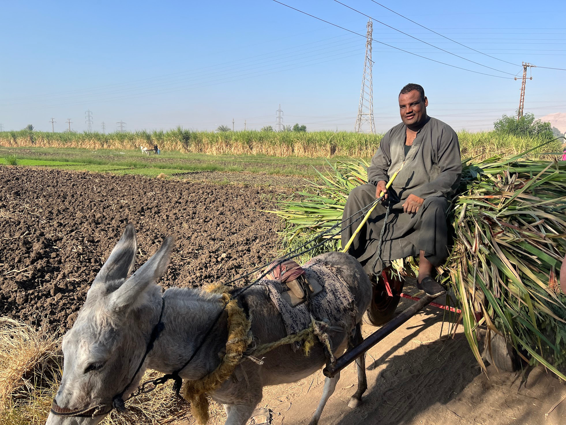 luxor donkey field