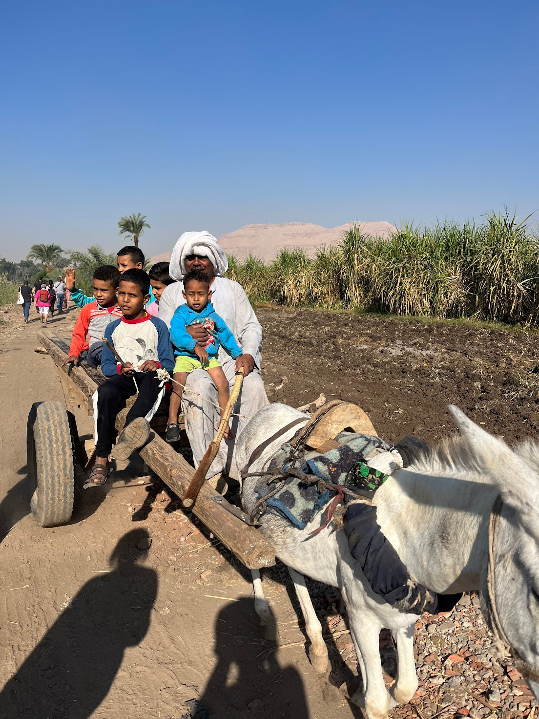 luxor donkey cart