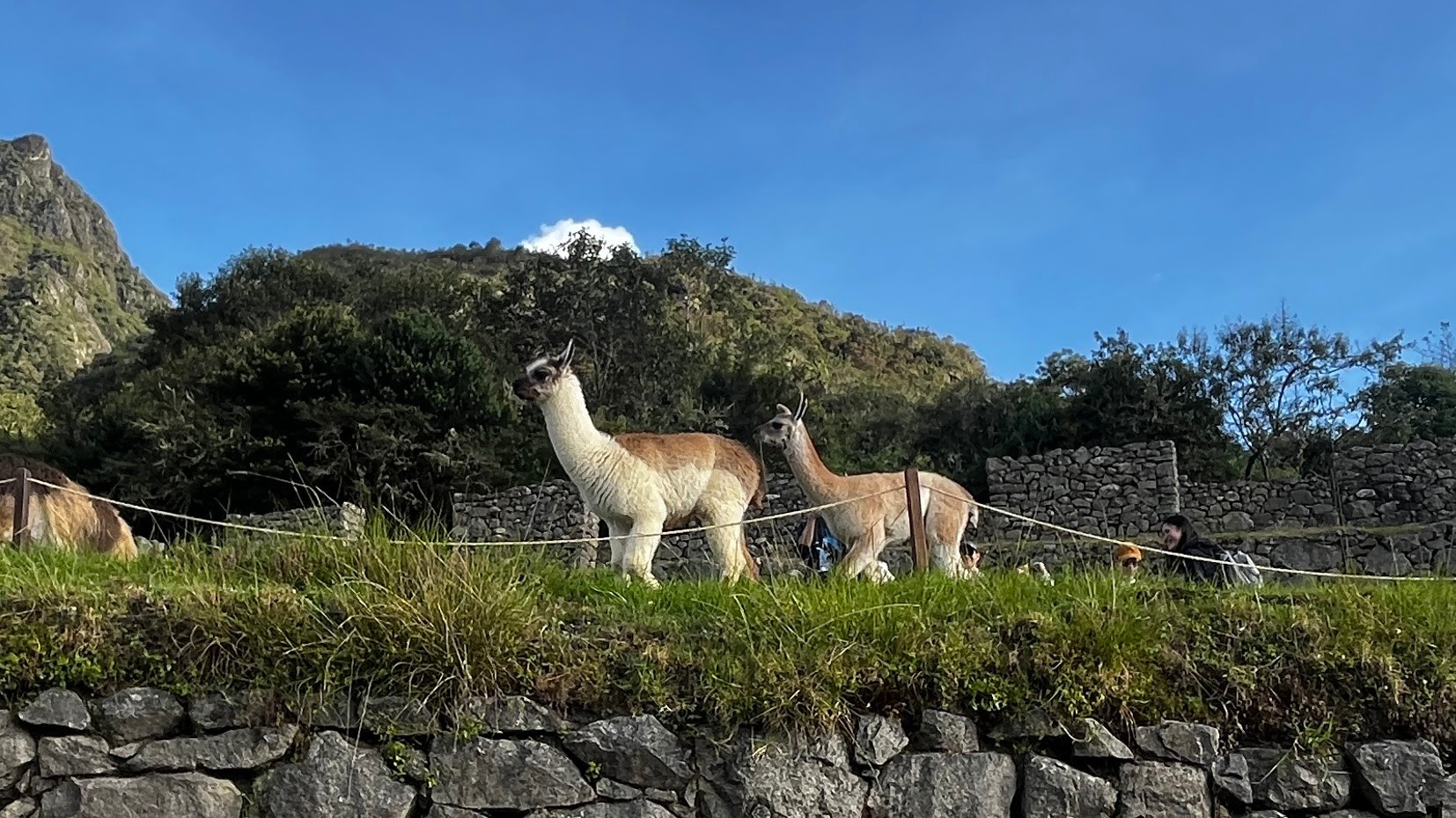 machu picchu alpaca