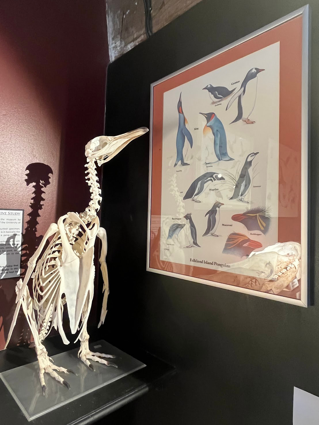 stanley penguns museum