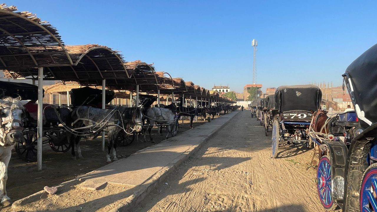 edfu horse carriage