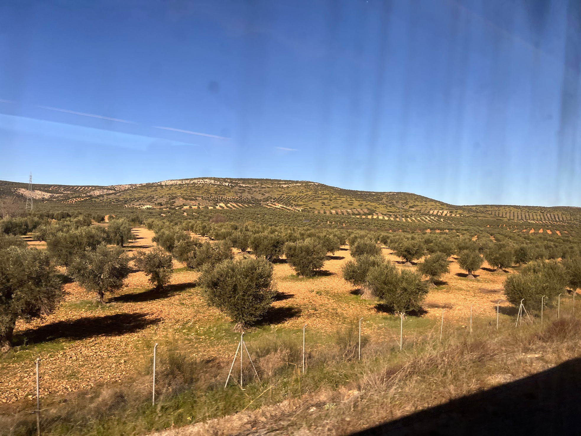 train to sevile olive trees