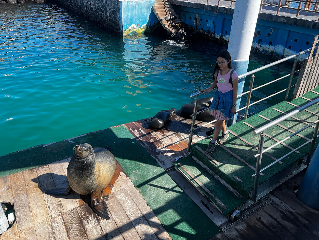 san cristobal dock seal